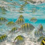Colorful Sergeant Major fishes in crystal-clear Caribbean waters at Punta Rucia Isla Arena Dominican Republic, one of the places the Spanish language students of IIC Spanish School can visit during the activities offered at the school in Sosua.