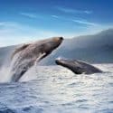 Watching two whales breaching in the bay of Samana, Dominican Republic.