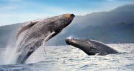 Watching two whales breaching in the bay of Samana, Dominican Republic.