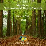 On today's International Day of Forests, a forest of mahogany trees symbolizes the initiative of IIC Spanish School Dominican Republic to plant a tree for free for each person that orders the 2022 Spanish Course brochure today on March 21.