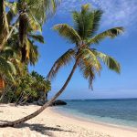 A palm tree on Playa Grande Beach makes the perfect picture for spending the summer in the Caribbean and learning Spanish at IIC Spanish School in the Dominican Republic.r in the