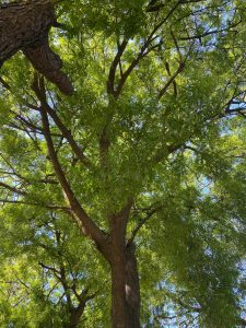 With a picture of this big old Caoba mahogany tree at Santo Domingo university UASD, IIC Spanish School celebrates the National Tree Day Día Nacional del Árbol", in the Dominican Republic. 