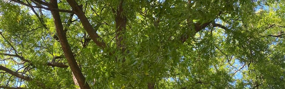 With a picture of this big old Caoba mahogany tree at Santo Domingo university UASD, IIC Spanish School celebrates the National Tree Day Día Nacional del Árbol", in the Dominican Republic. 